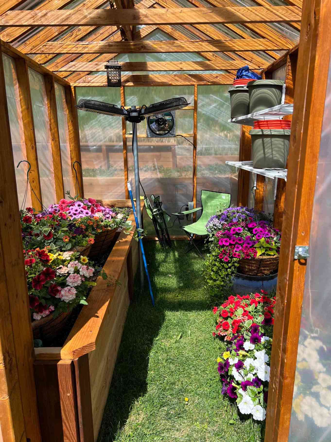 Inside view of a wooden greenhouse with vibrant flowers, shelves holding pots, and a fan for ventilation on a sunny day.